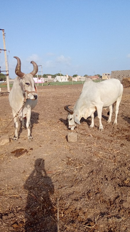 બળદો વેચવાના છે