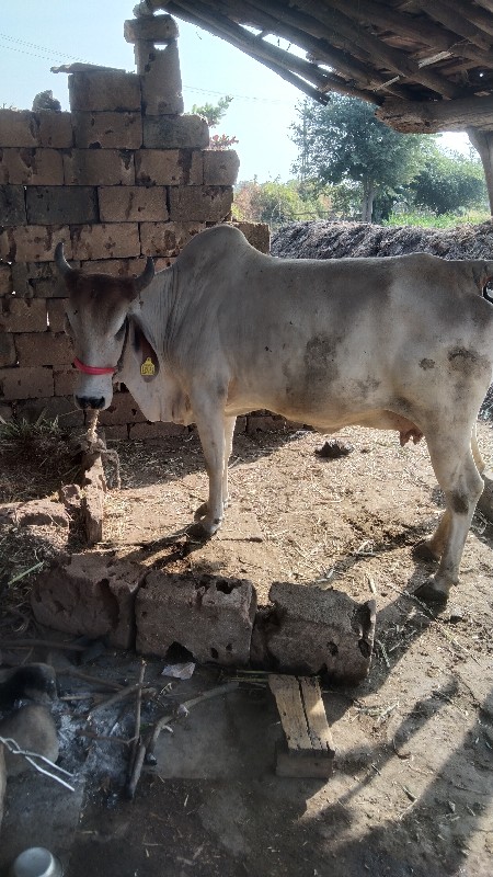 ગાય વેચવાની છે