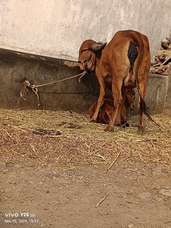 ગીર હૉડકી બેસવા...