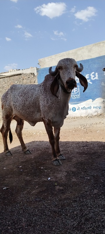 ગાય