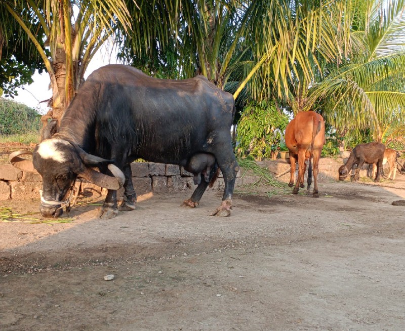 વેચવાની છે એક મ...