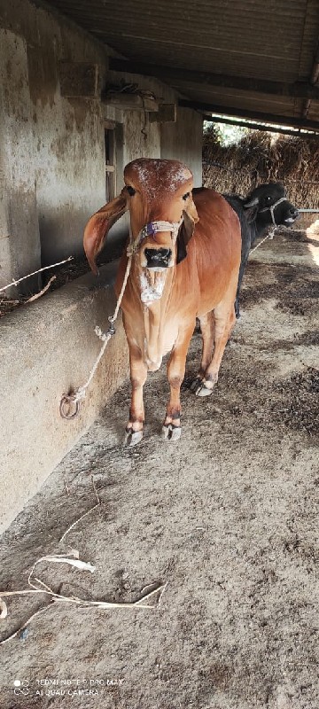 ગીર વાસડી વેચવા...