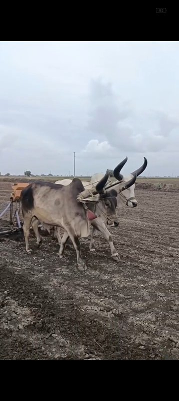 બળદ વેંચવાના છે...