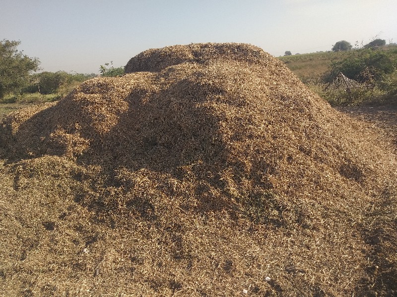 ભુકો વેસવાને છે