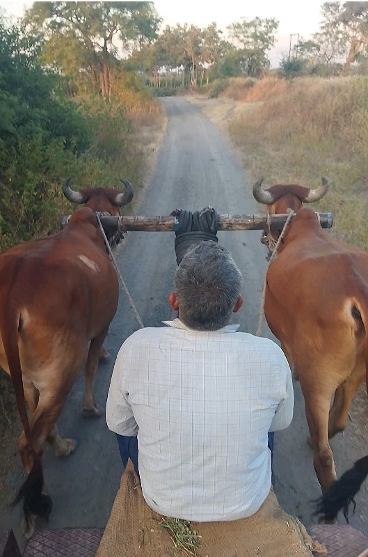 ગોઢલા વેચવાના છ...