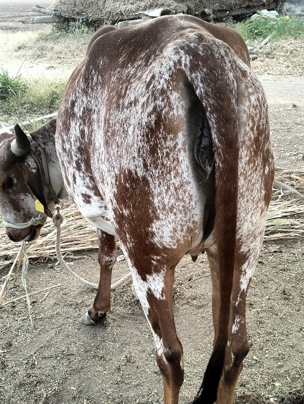 ગાય વેચવાની છે