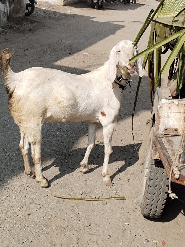 સોજીત બકરી વેચવ...