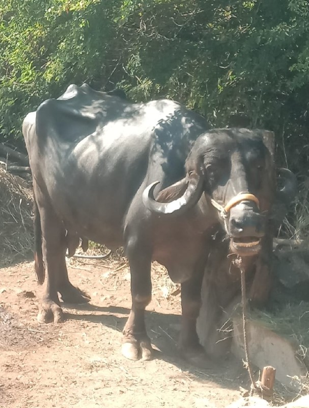 મકવાણા એવન