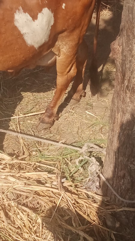 ગાય વેચવાની છે