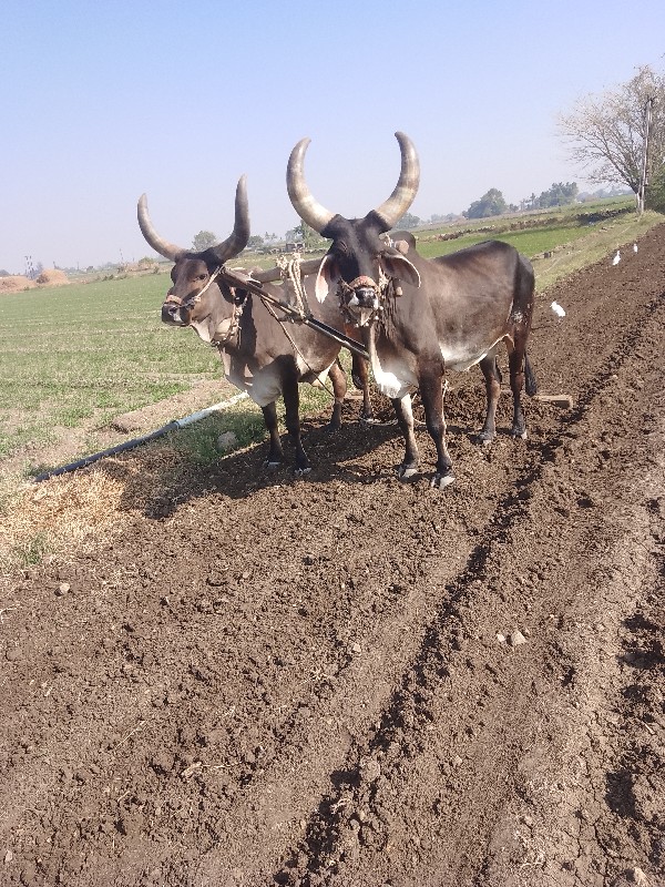 બરધુ વેચવાના છે...