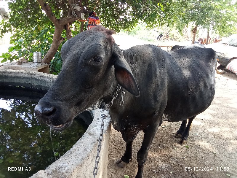 ઝરસી ગાય