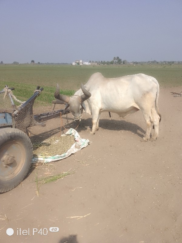 બળદવેશવાનોછે