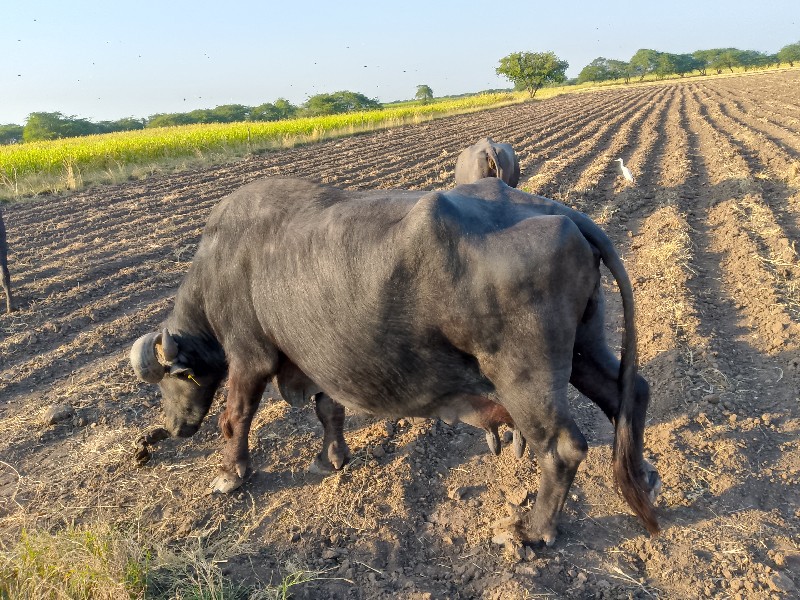 વેચવાની છે