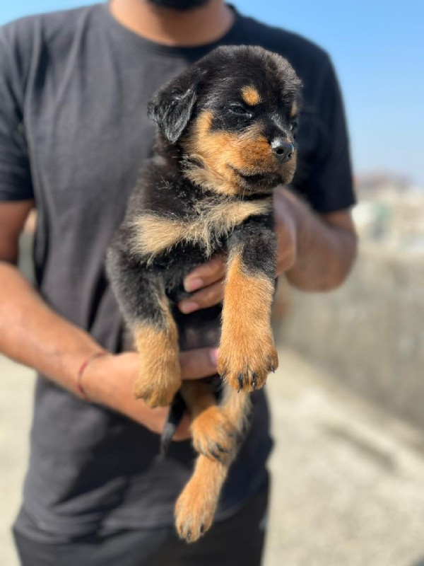 Rottweiler male