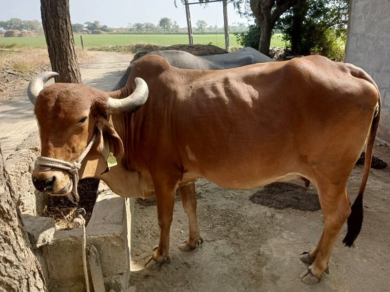 વેતર ૨
૧૫ દિવસ...