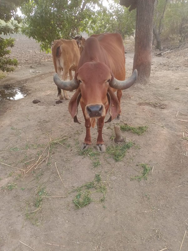 ગાય વેસવાની સે