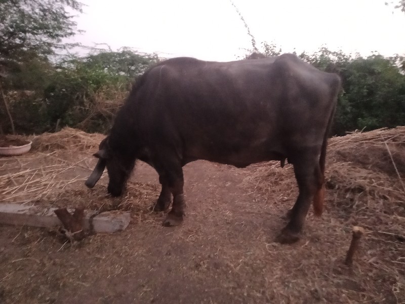 તિજુ.વેતર