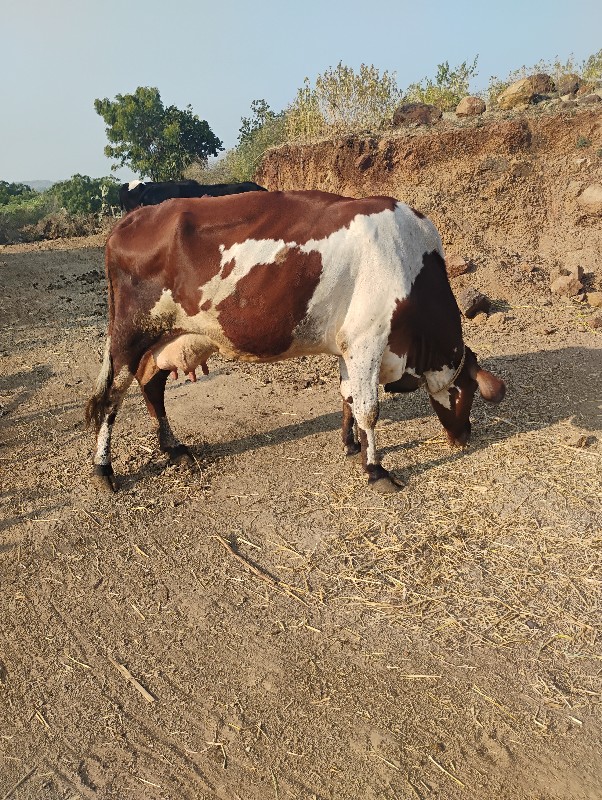 જર્સી ગાય વેચવા...