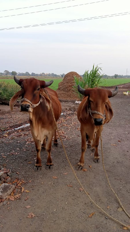 ગોઢલા વેચવાના છ...