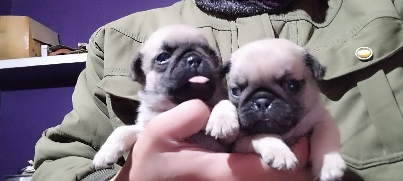 pug  puppy 25,d...