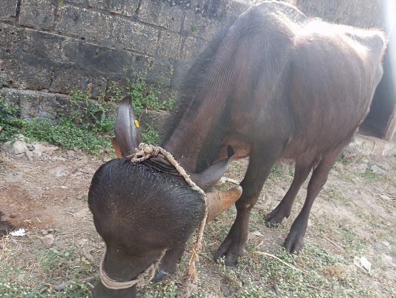 જાફરાબાદી ખડેલુ...