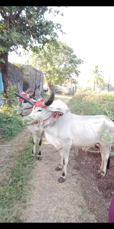 વાછરડા વેચવાનાછ...