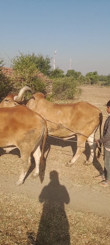 તને દૂરના બળદ છ...