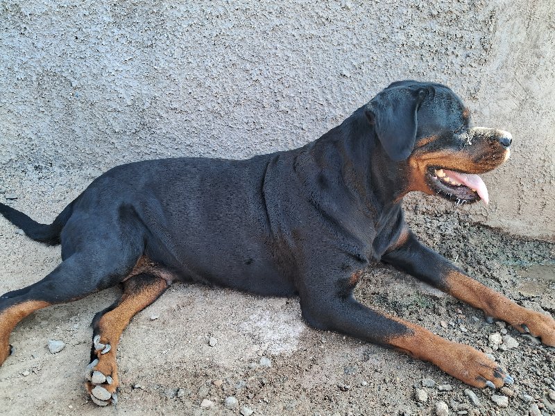 Rottweiler fema...