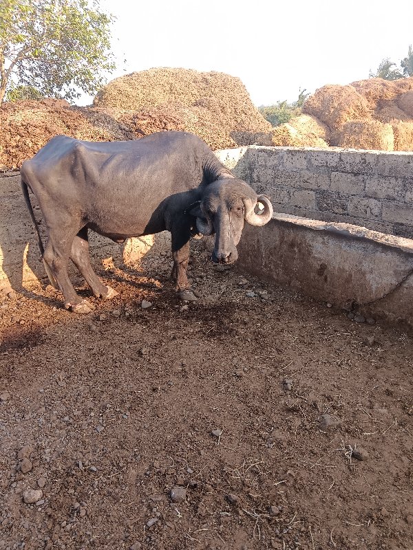 ખડેલી વેચવાની છ...