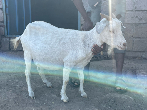 Kashmiri bakri