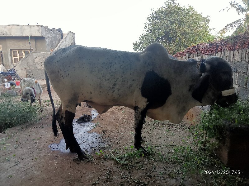 ગાય વેચવાની છે