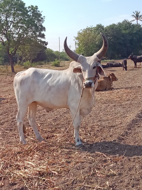 ગોધલો