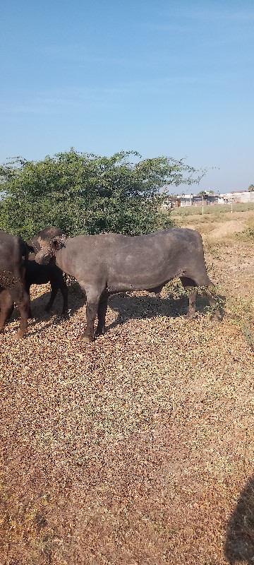 આ પાડો વેચવાનો...