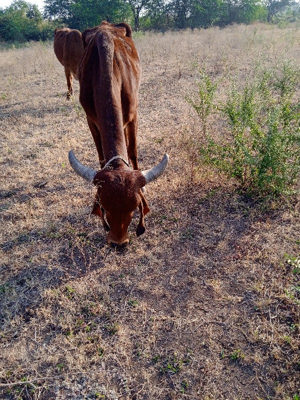 ગાય વેચવાની છે...