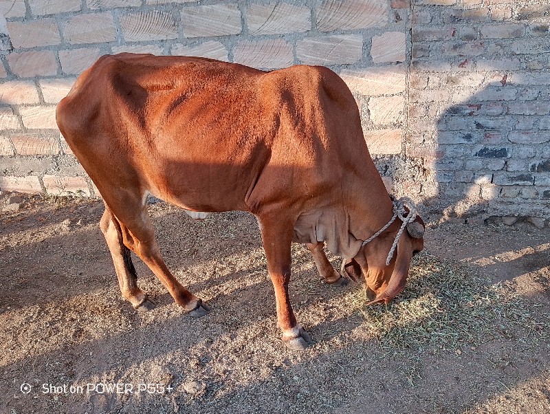 ગીર વાછડી