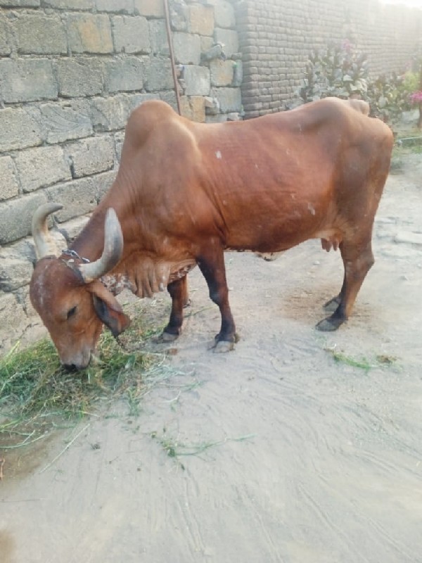 ગાય વેચવાની છે