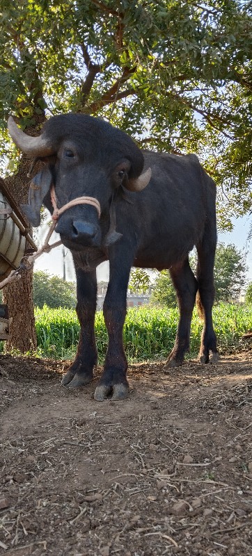 પાડો વેચવાનો છે