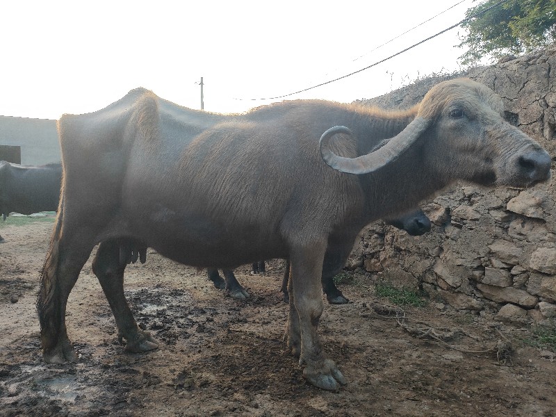 2 ભેંસ વેચવાની...