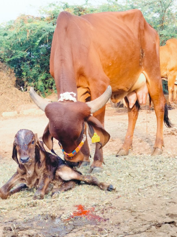 ગાય દેવાનિછે