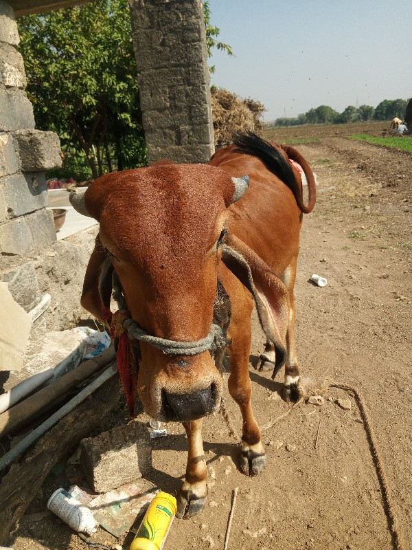 વાસડી વેચવાની છ...