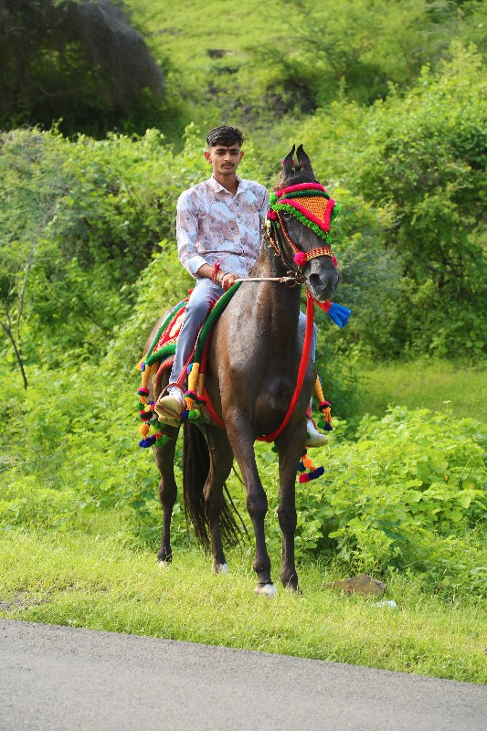 ધોડી ને વશેરો...