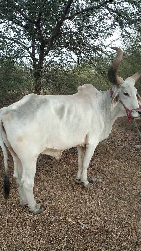 બળદ વેચવાનો છે