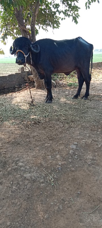 ખડેલી વેસવા નીછ...