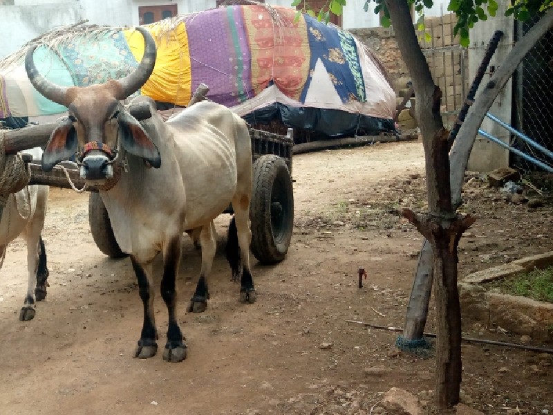 આના જેવો વાછડો...