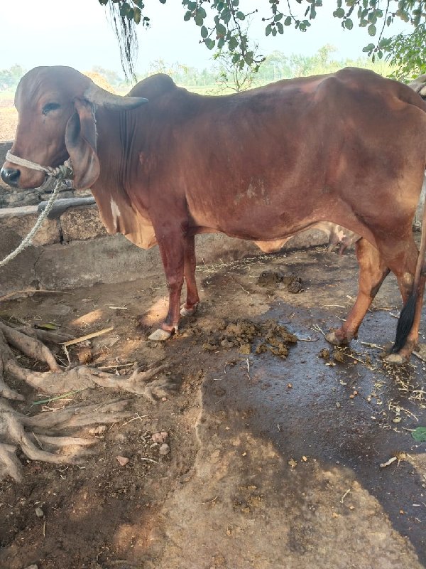 ગીર ગાય વેચવાની...