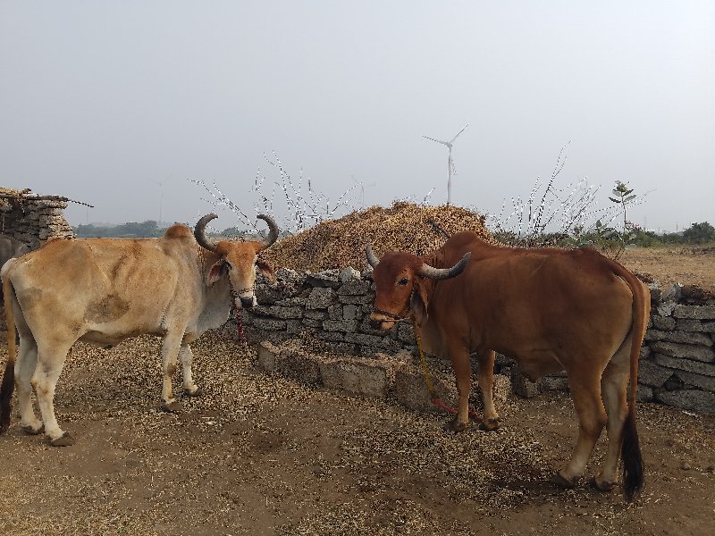 બળદ વેચવાના છે