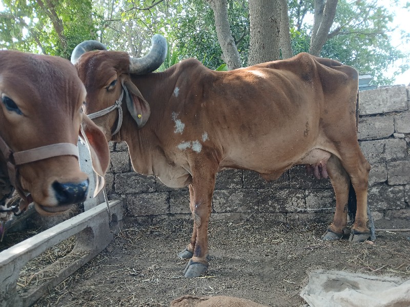 ગાય વેચવાની છે