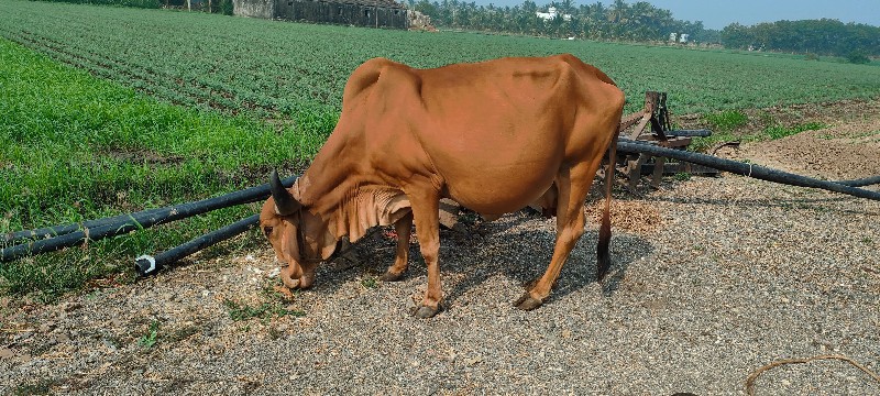 ગાય વેચવાની છે