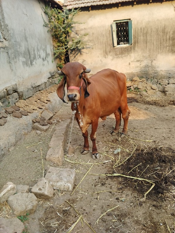 ગાય