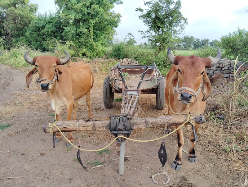 આ ગોઢલા વેચવાના...